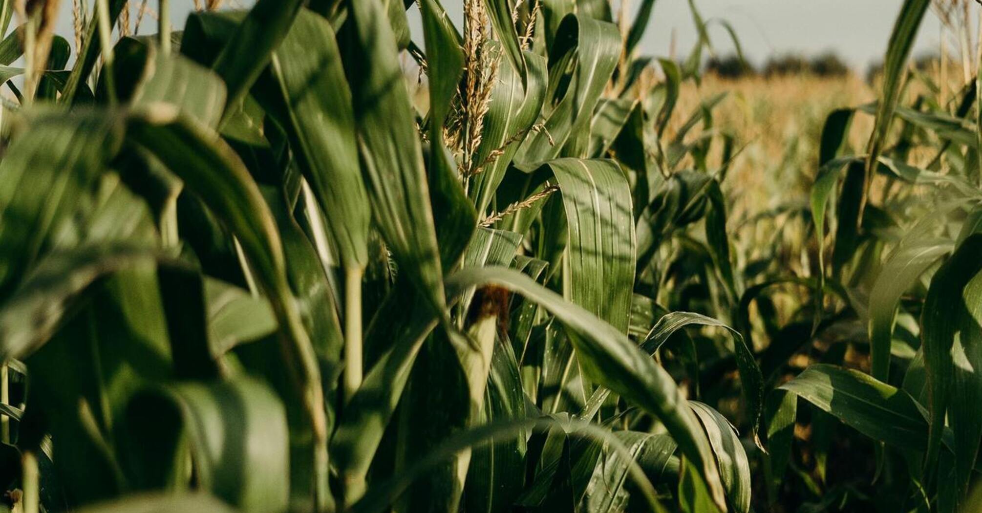 Секреты выращивания кукурузы: оптимальное время посадки для щедрого урожая