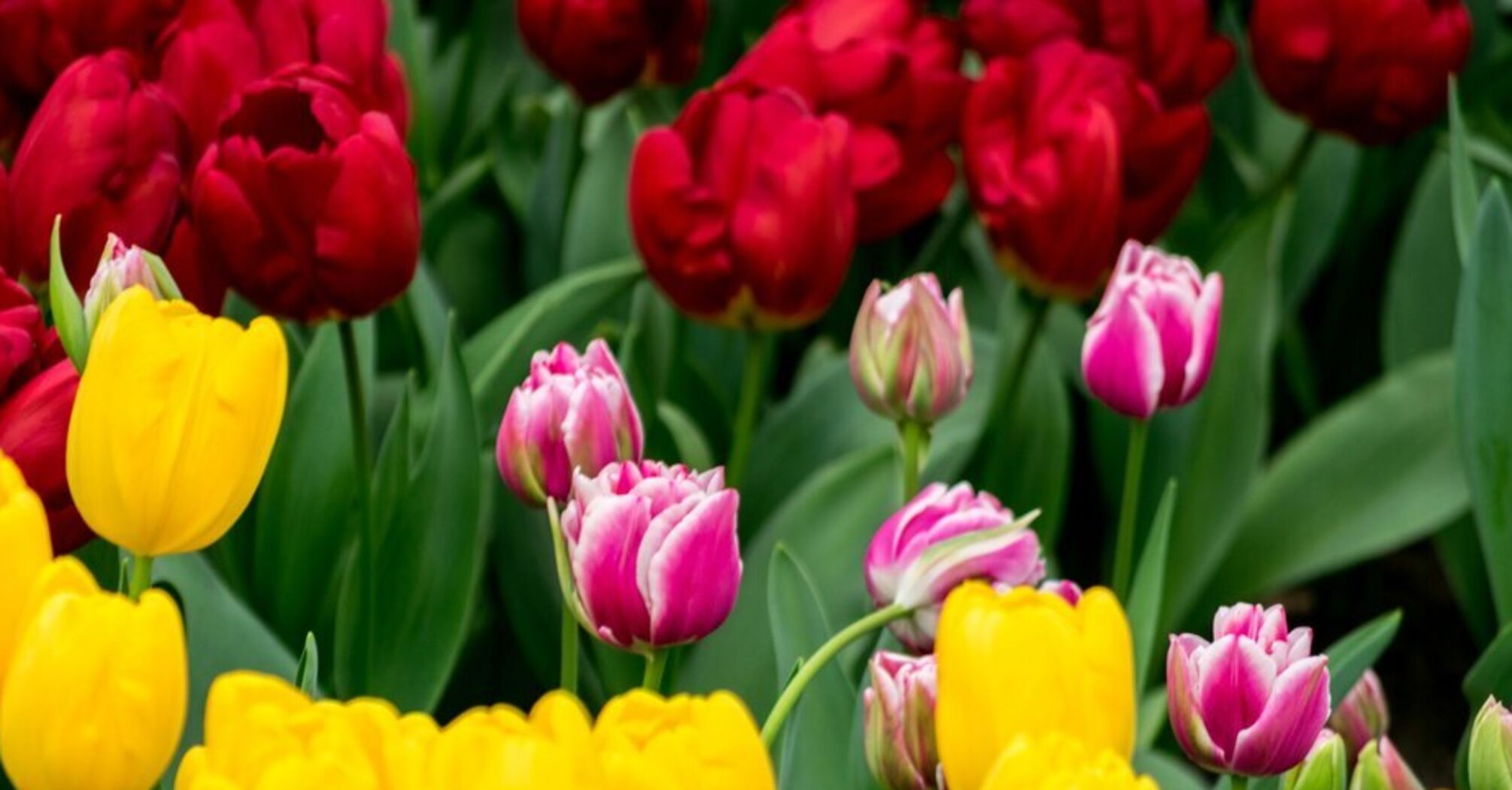Не поспішайте зрізати листя: поради щодо догляду за тюльпанами після цвітіння