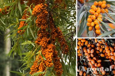 Лікують діабет та ожиріння: науковці з'ясували, чи дійсно ягоди обліпихи є новітнім суперпродуктом