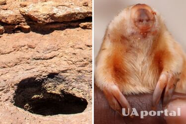 Чрезвычайно редкий сумчатый крот был замечен в Австралии (фото)