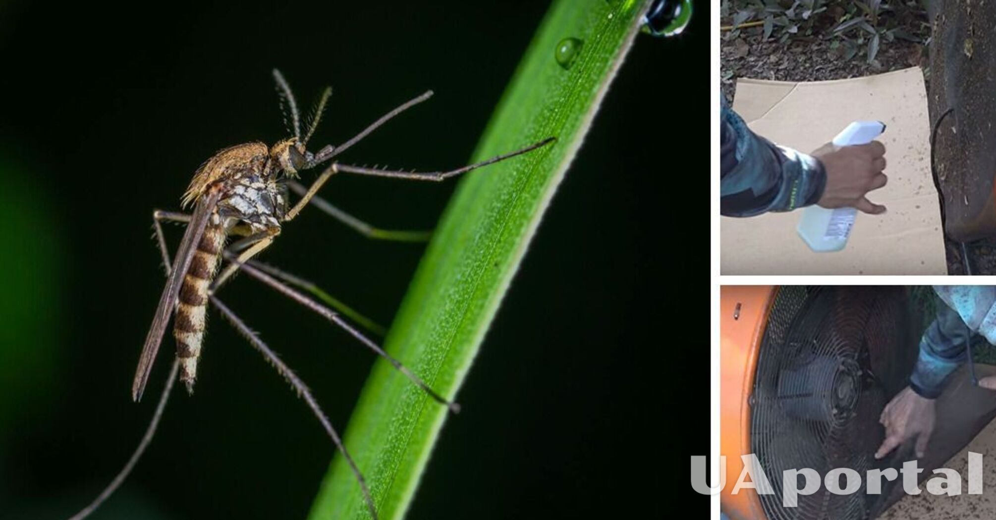 Загинуть тисячі комарів за одну ніч: несподіваний лайфхак від американця (відео)