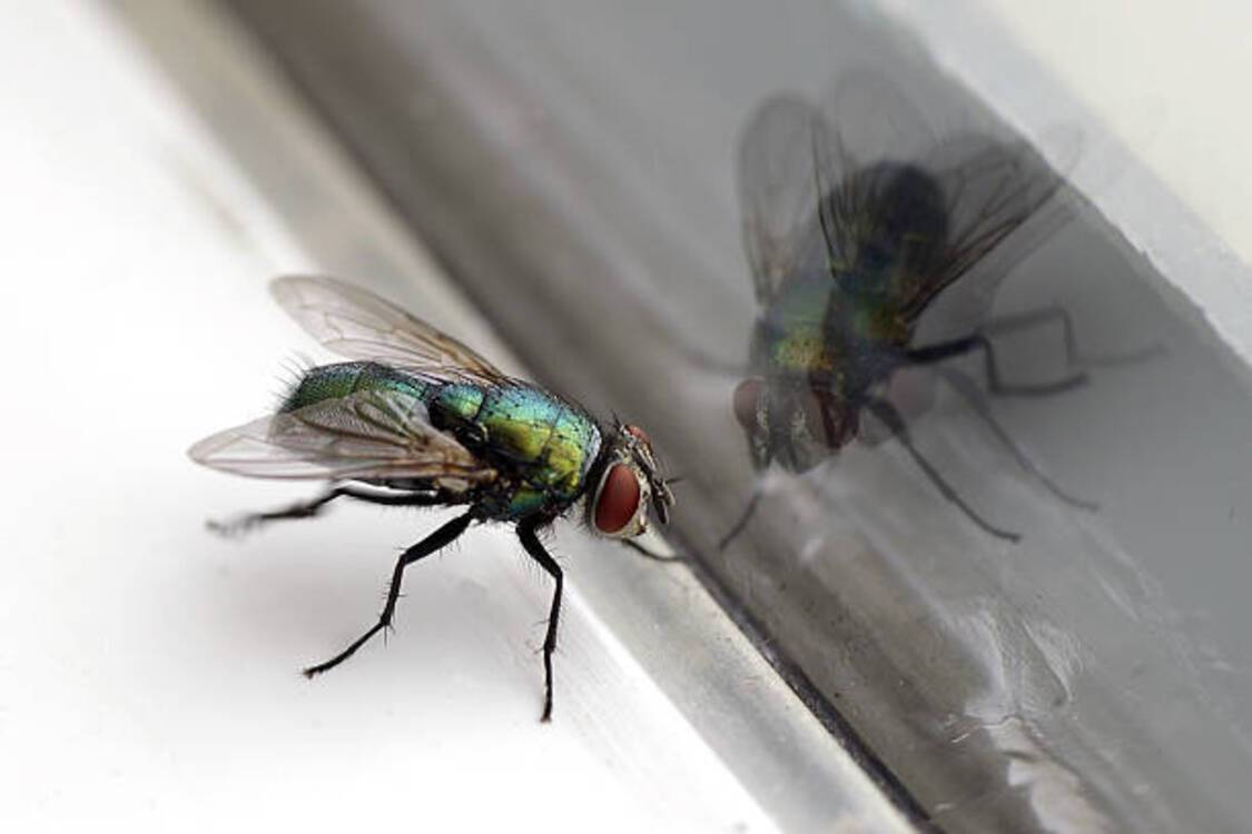 Як позбутися мух у будинку: 3 практичних лайфхаки