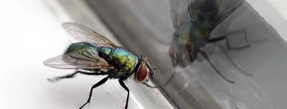Как избавиться от мух в доме: 3 практичных лайфхака