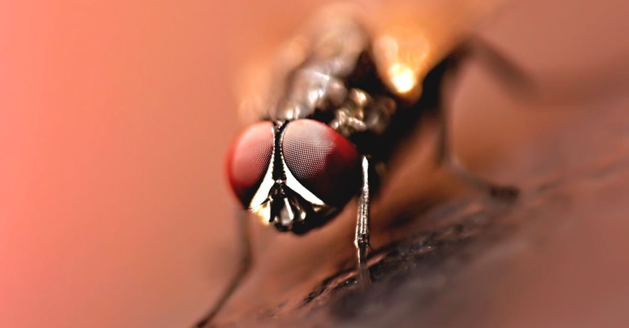 Как почти бесплатно избавиться от мух без химии: эксперты гарантируют успех