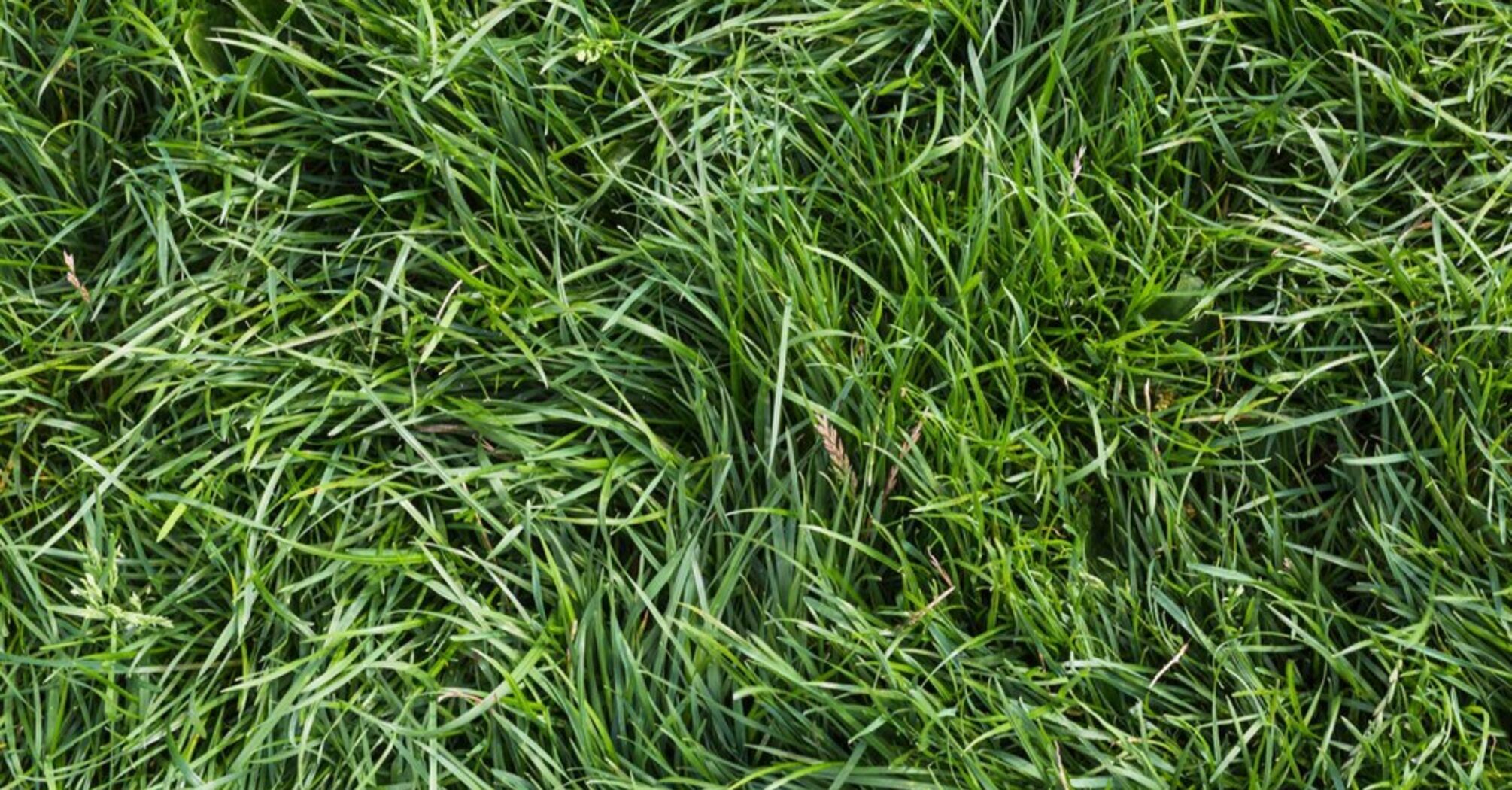 Як відіпрати плями від трави з улюбленого одягу: прості способи