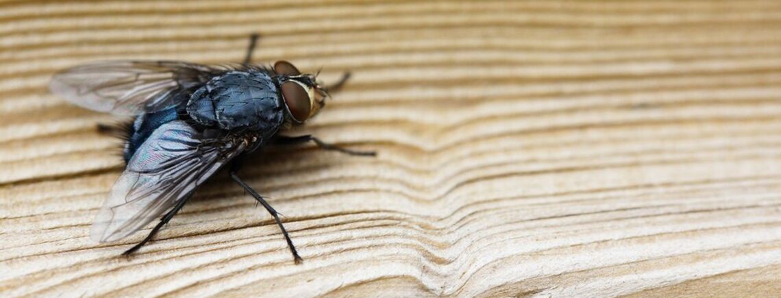 Muchy znikną z Twojego domu: przydadzą się trzy proste lifehacki