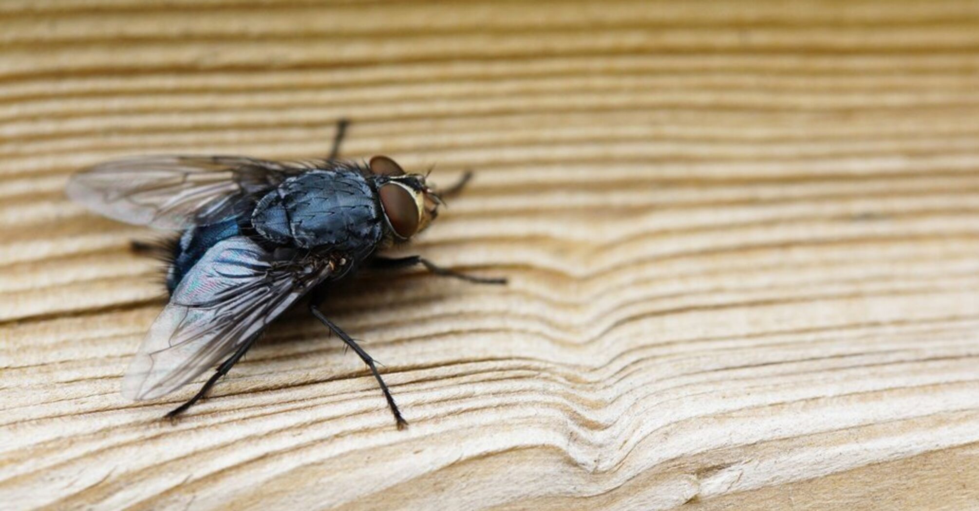 Muchy znikną z Twojego domu: przydadzą się trzy proste lifehacki