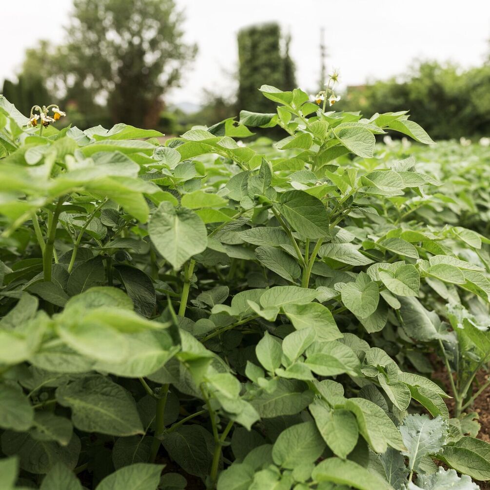 Розчин для боротьби зі шкідниками та хворобам: чим обробити картоплю перед посадкою
