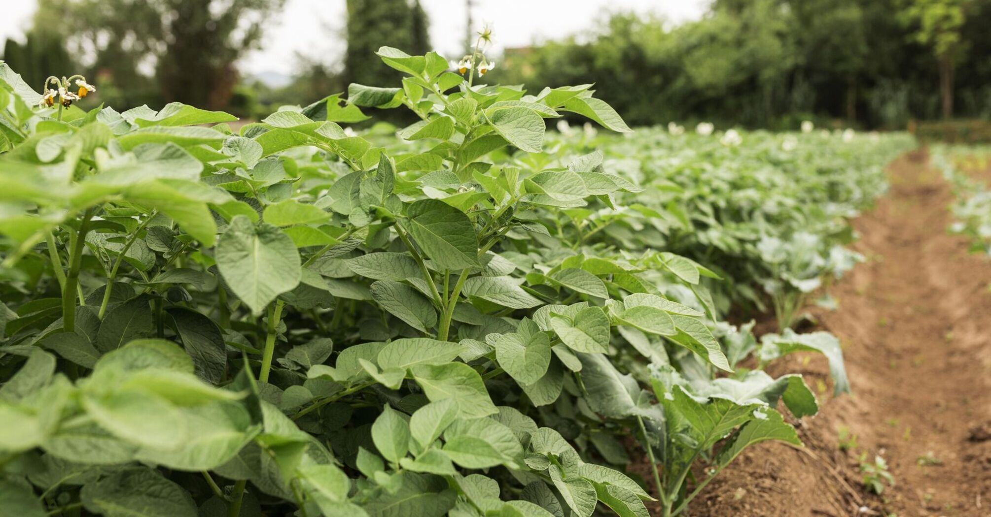 Розчин для боротьби зі шкідниками та хворобам: чим обробити картоплю перед посадкою