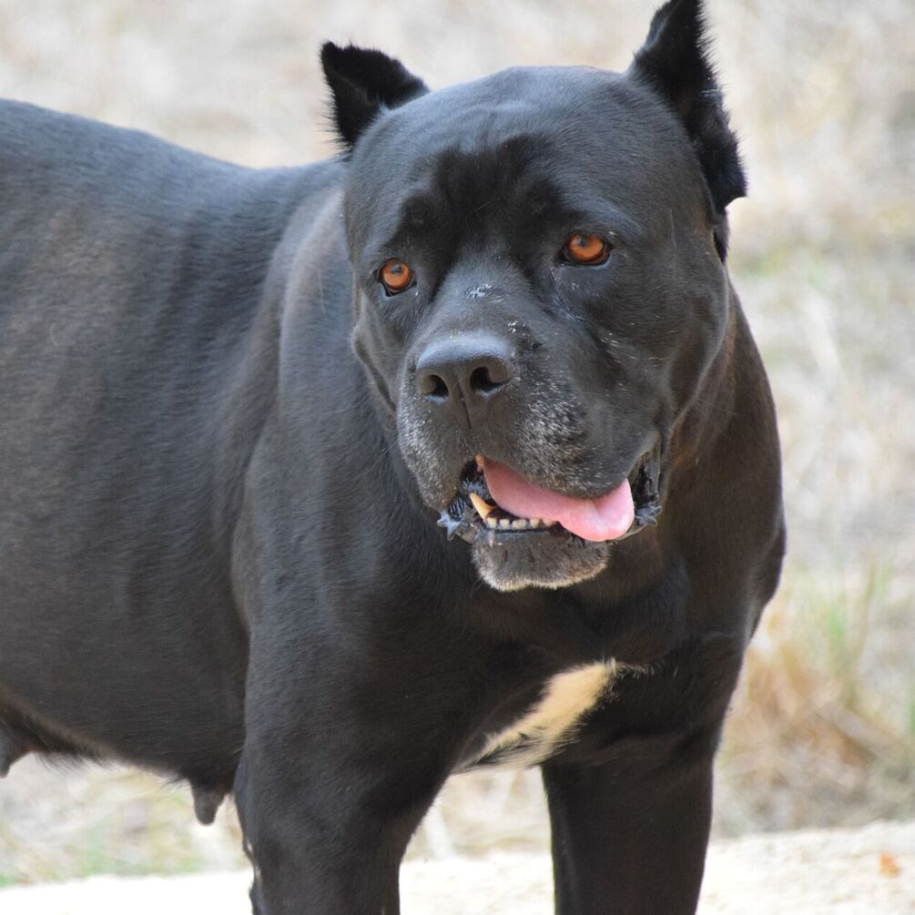 Бійцівські породи собак: що необхідно знати про них майбутнім власникам