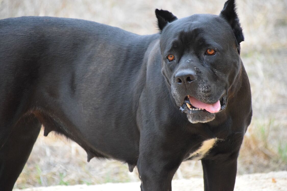 Бійцівські породи собак: що необхідно знати про них майбутнім власникам