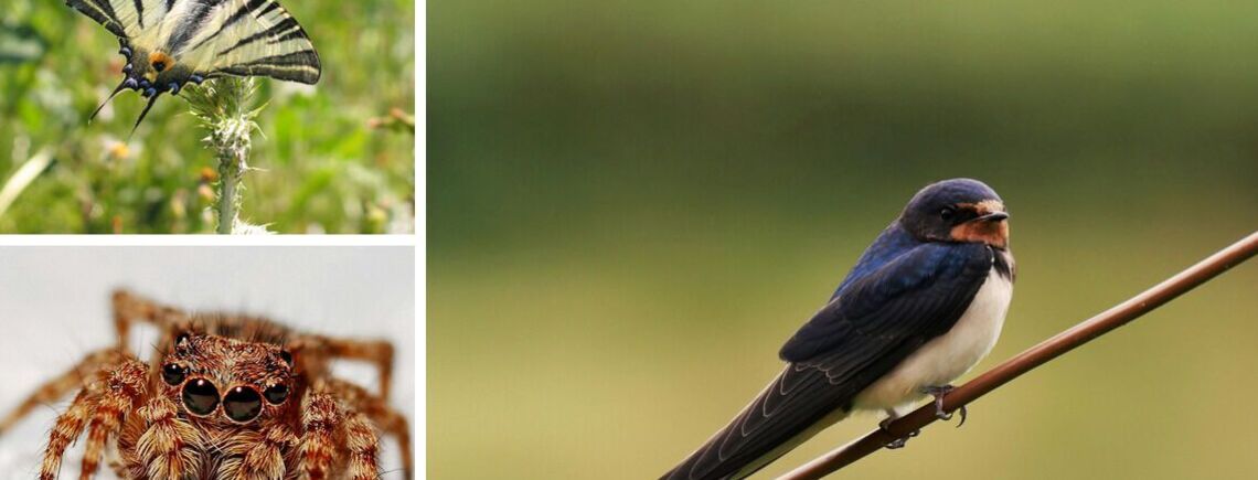 Прикмети пов'язані з тваринами: вірити в них чи ні