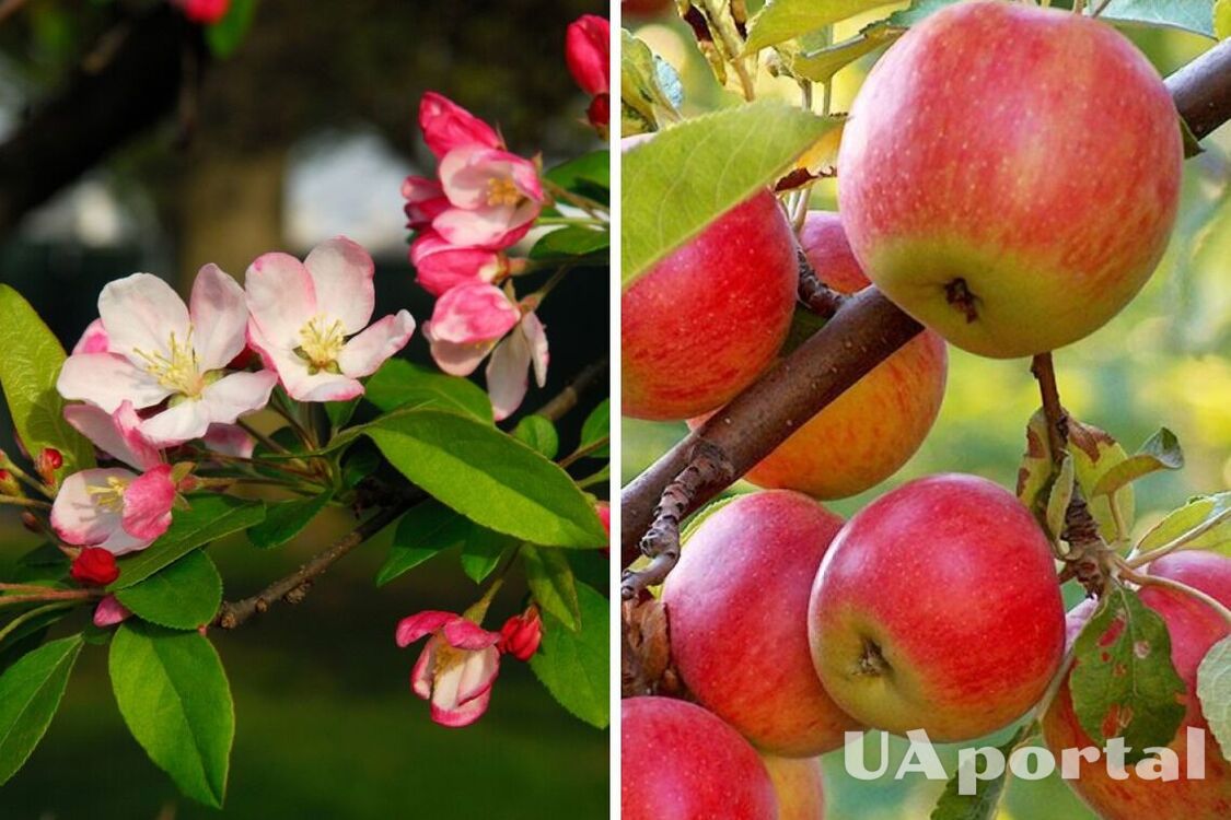 Що зробити з яблунями, щоб плоди були величезними: поради досвідчених садівників