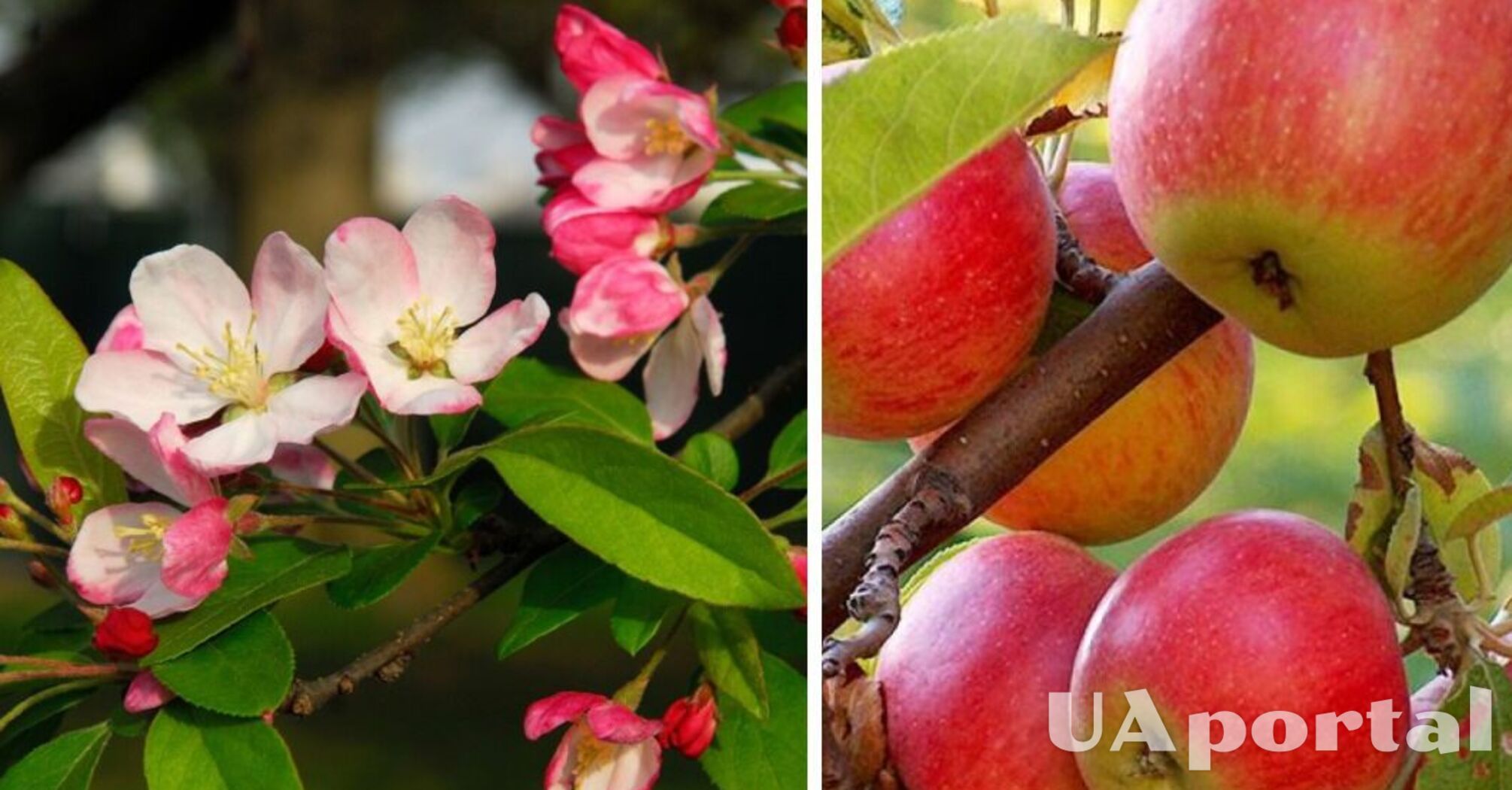 Що зробити з яблунями, щоб плоди були величезними: поради досвідчених садівників