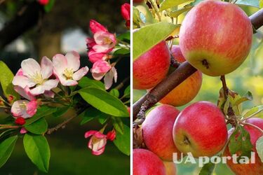 Як підгодовувати яблуні, щоб отримати великі яблука