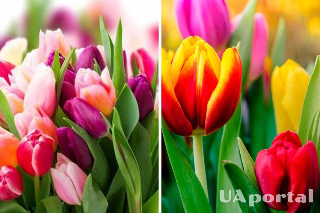Будут пышно и долго цвести: чем подкормить тюльпаны весной