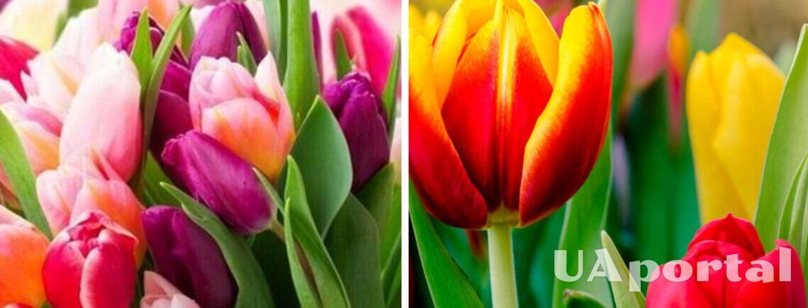 Будуть пишно та довго цвісти: чим підживити тюльпани навесні 
