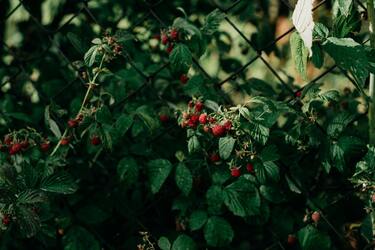 Tips for growing raspberries