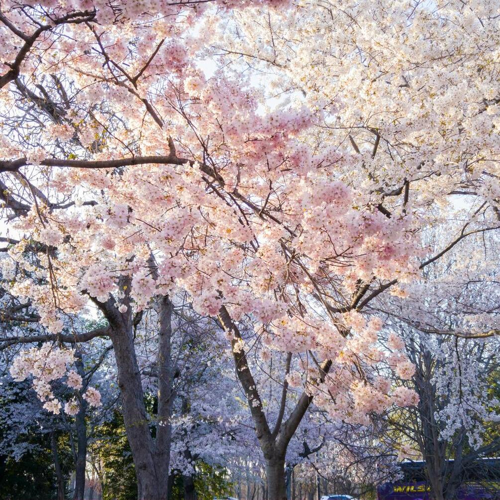 Неперевершена сакура: як правильно висаджувати це дерево