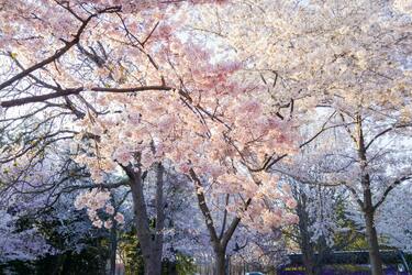 Рекомендации для лучшего цветения деревьев