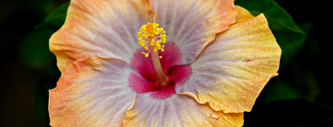 3 квітки, які символізують удачу та щастя для вашої оселі: народні прикмети та забобони
