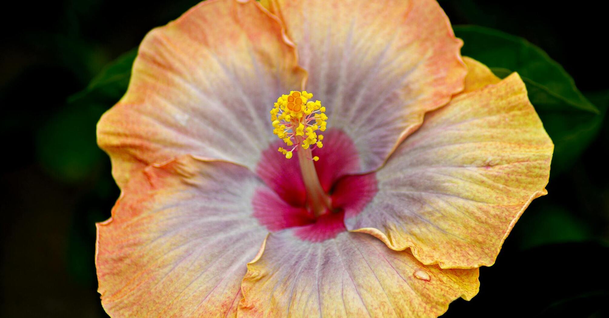3 цветка, которые символизируют удачу и счастье для вашего дома: народные приметы и предрассудки