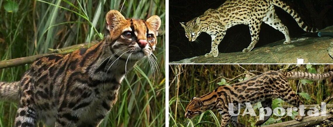 Науковці виявили новий вид 'супермилого тигрового кота': ідеально пристосований лазити по деревах (фото)
