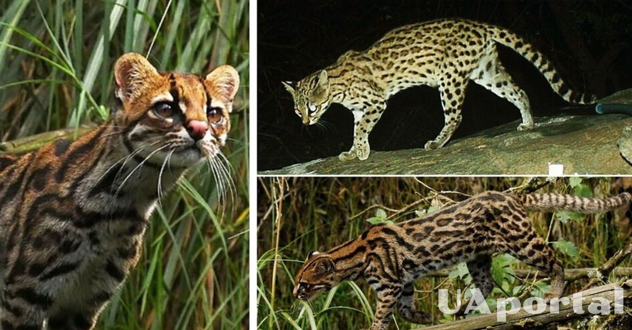 Науковці виявили новий вид 'супермилого тигрового кота': ідеально пристосований лазити по деревах (фото)