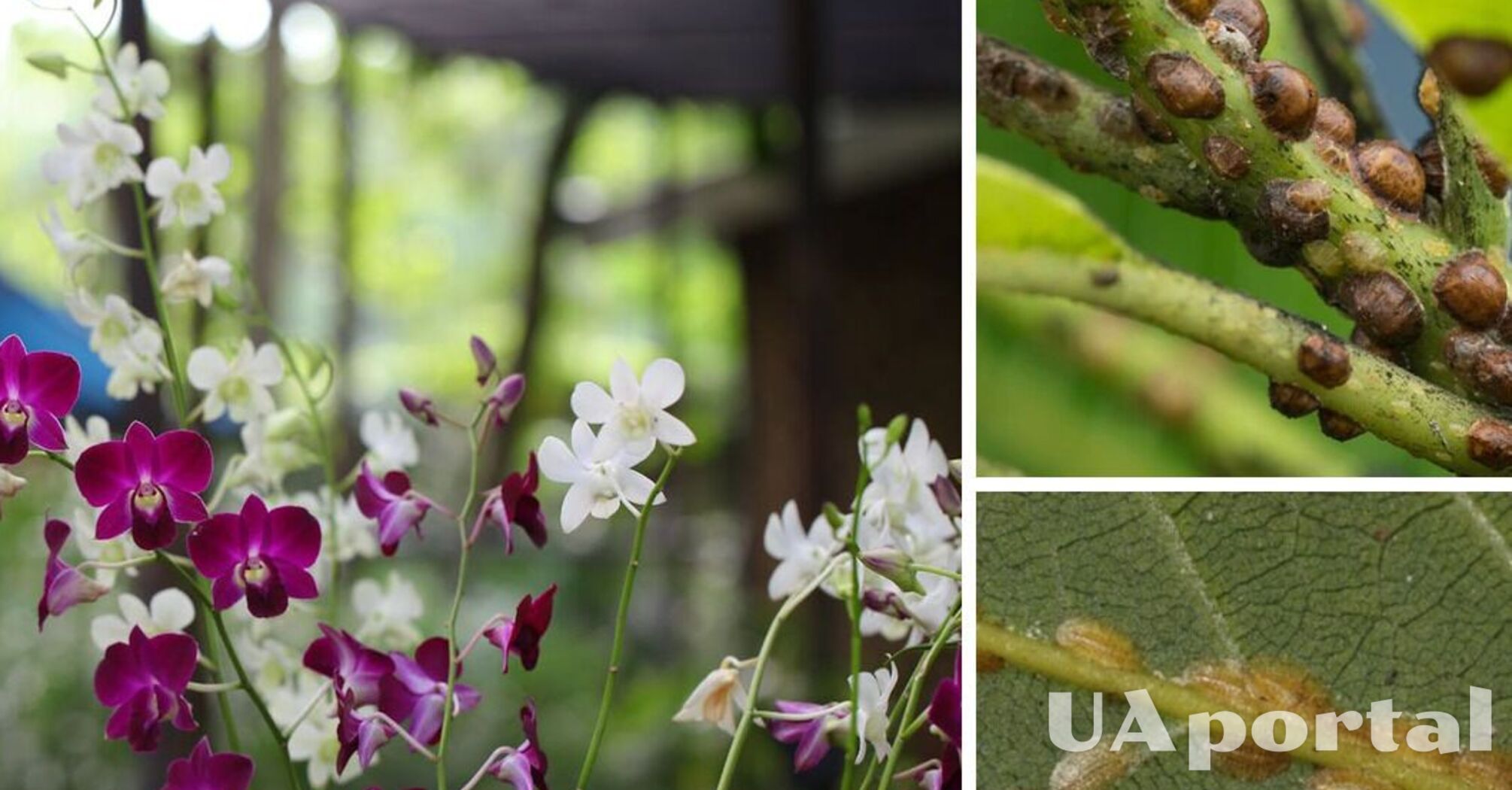 Листья орхидей покрылись коричневыми пятнами и стали липкими: чем болеет цветок и как лечить