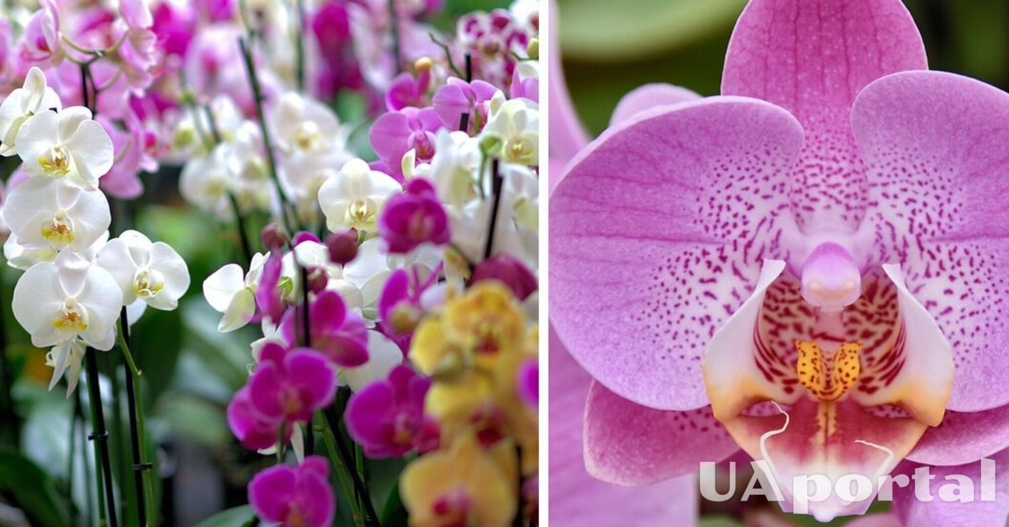 Спеціалісти назвали головну помилку, через яку орхідея не дає квітів