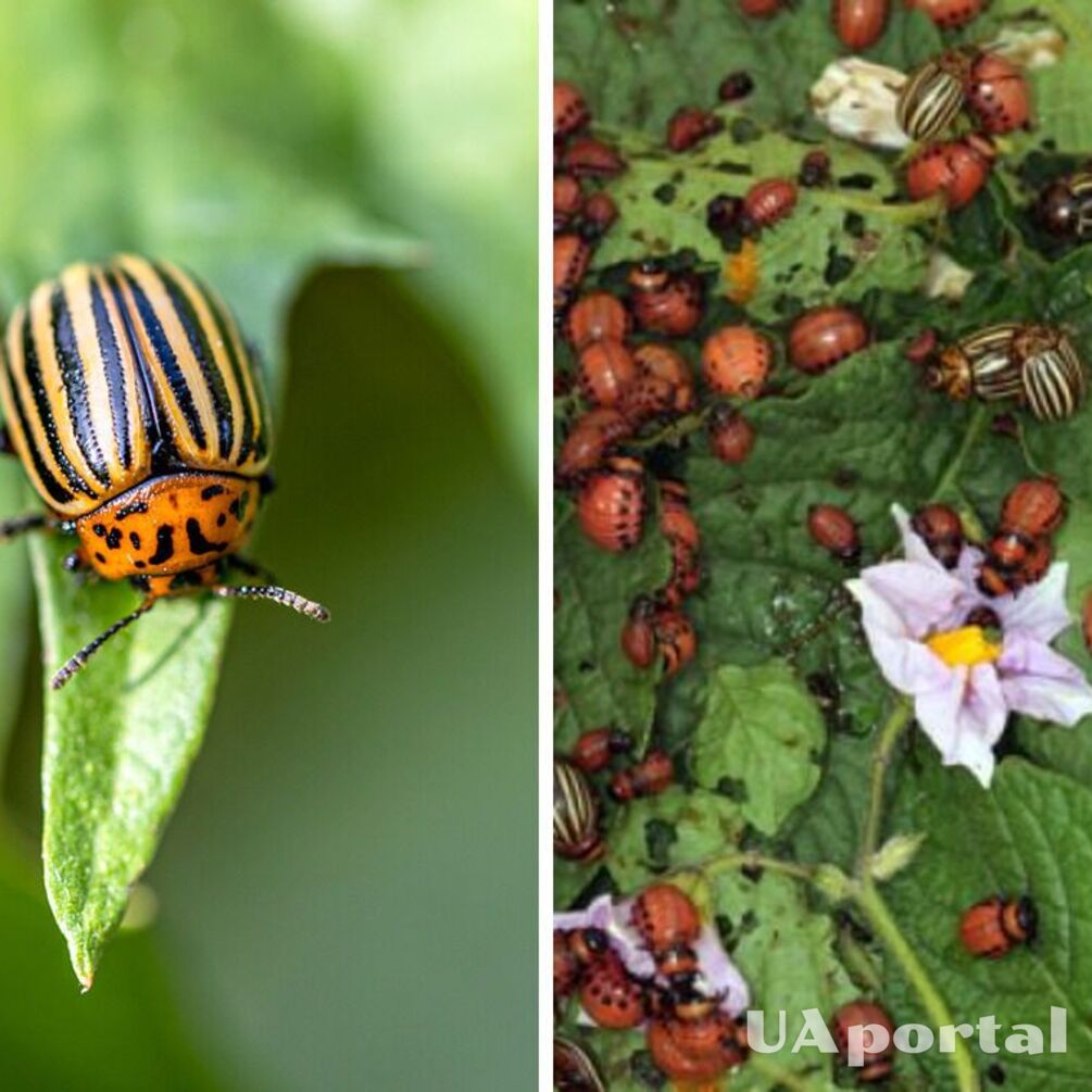 Як позбутись колорадських жуків на городі не збираючи їх руками