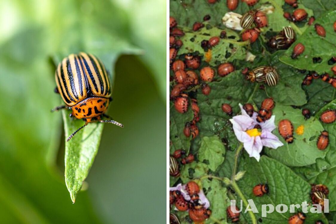 Як позбутись колорадських жуків на городі не збираючи їх руками