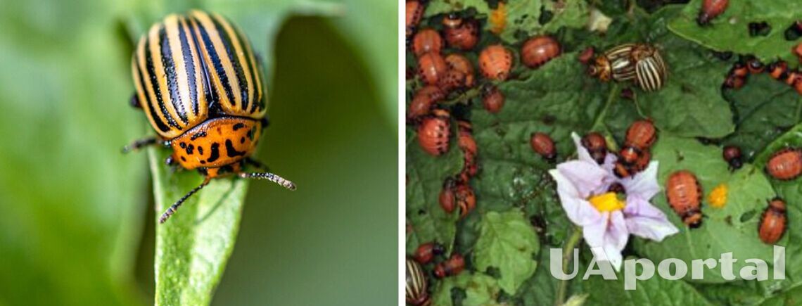 Как избавиться от колорадских жуков на огороде не собирая их руками