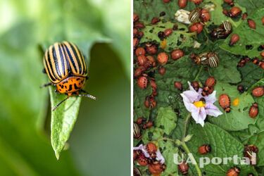 Как защитить огород от колорадских жуков
