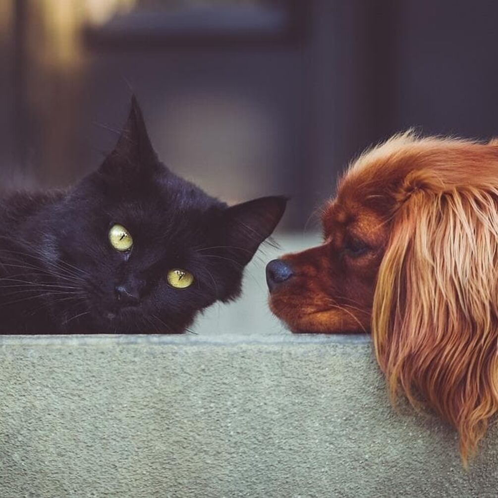 Как подружить кота с собакой и зачем это делать