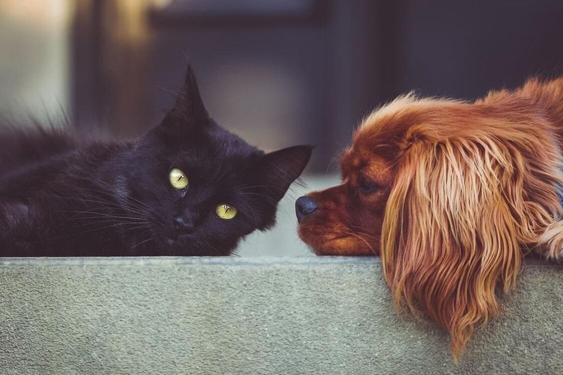 Как подружить кота с собакой и зачем это делать