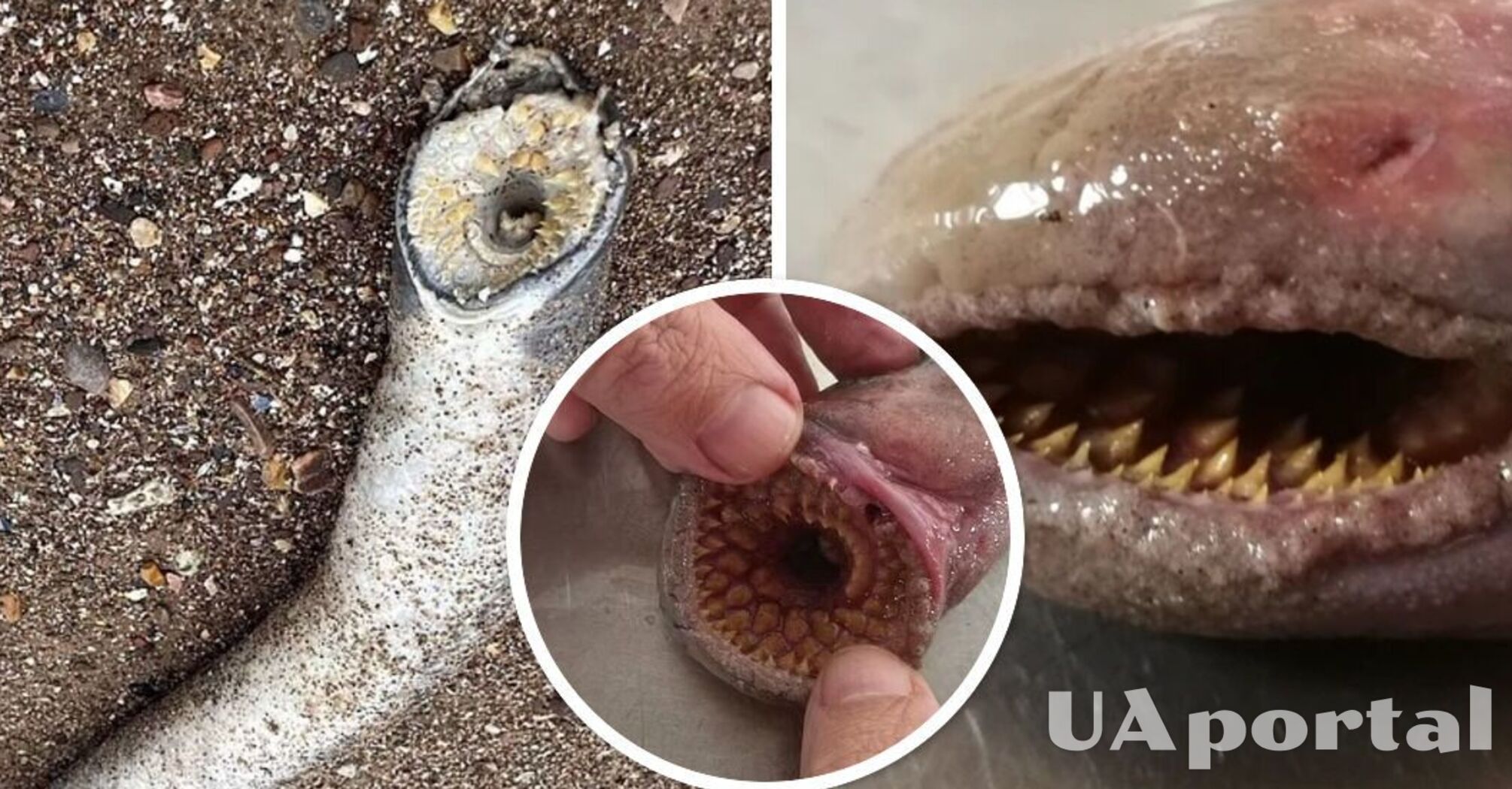 In Britain, a huge toothy worm was found on the beach, similar to the sand worms from "Dune" (photo and video)