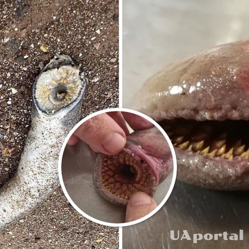 В Британии на пляже обнаружили огромного зубатого червя, похожего на песчаных червей из 'Дюны' (фото и видео)