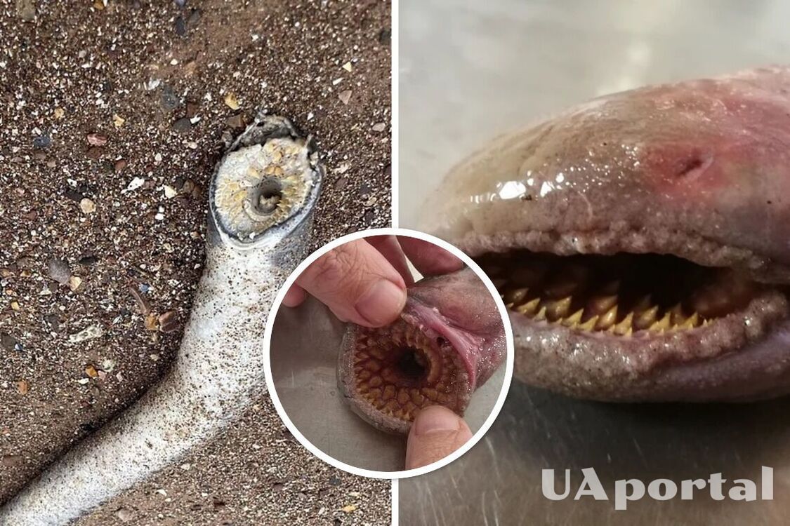 В Британии на пляже обнаружили огромного зубатого червя, похожего на песчаных червей из 'Дюны' (фото и видео)