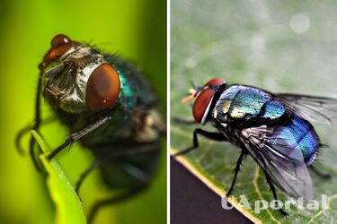 Experts tell how easy it is to get rid of house flies without aggressive chemicals