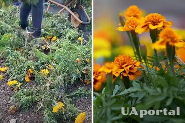 Как сделать удобрение из чернобривцев для подкормки растений на огороде