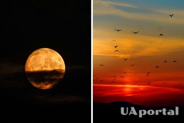 Сонячне затемнення 8 квітня може призвести до різких змін у поведінці птахів