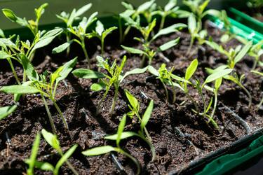 Solutions for seedling care