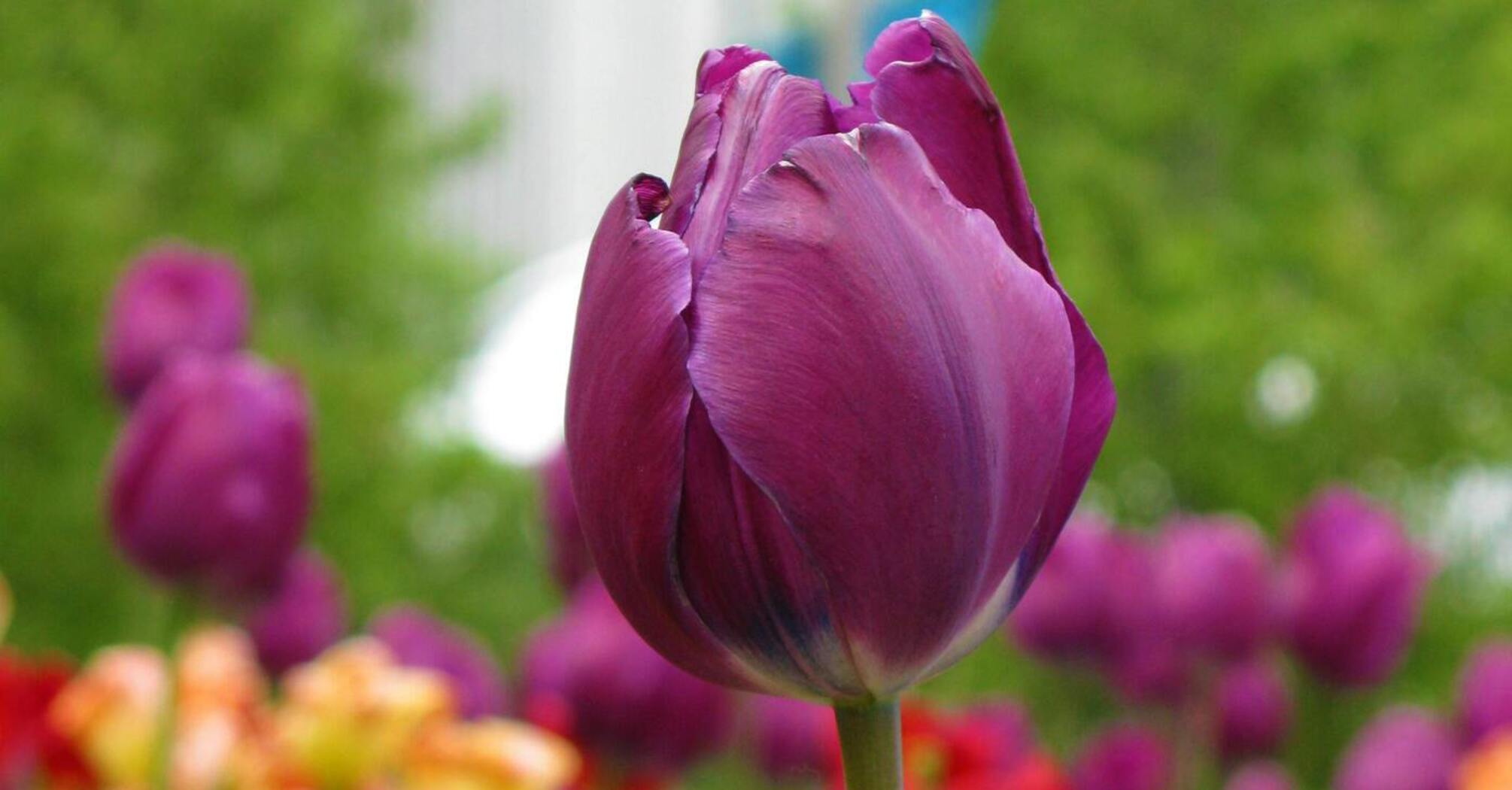 Советы для лучшего цветения тюльпанов