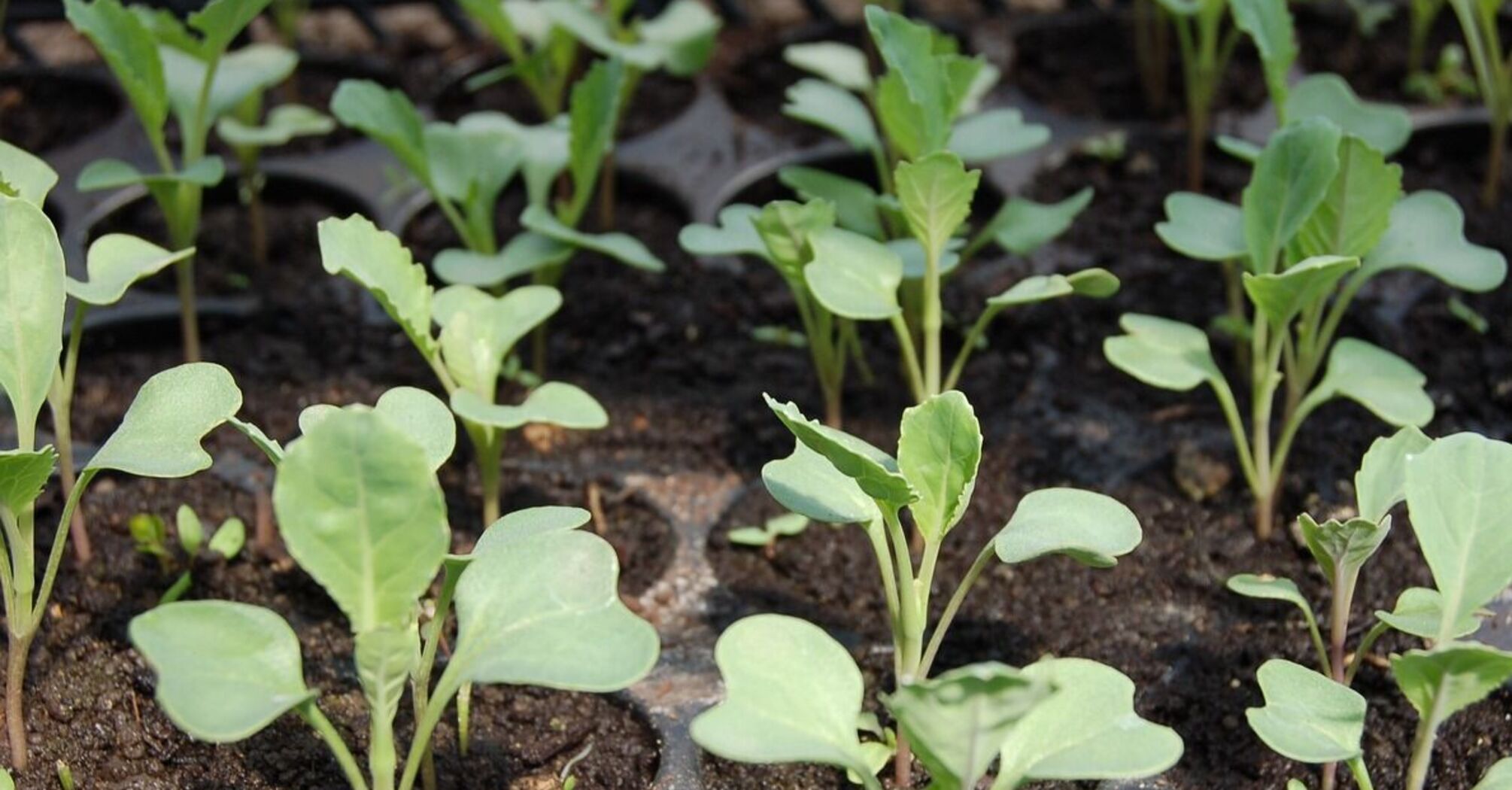 Секреты выращивания огромной капусты: опытные огородники рассказали, когда и как сажать ее на рассаду