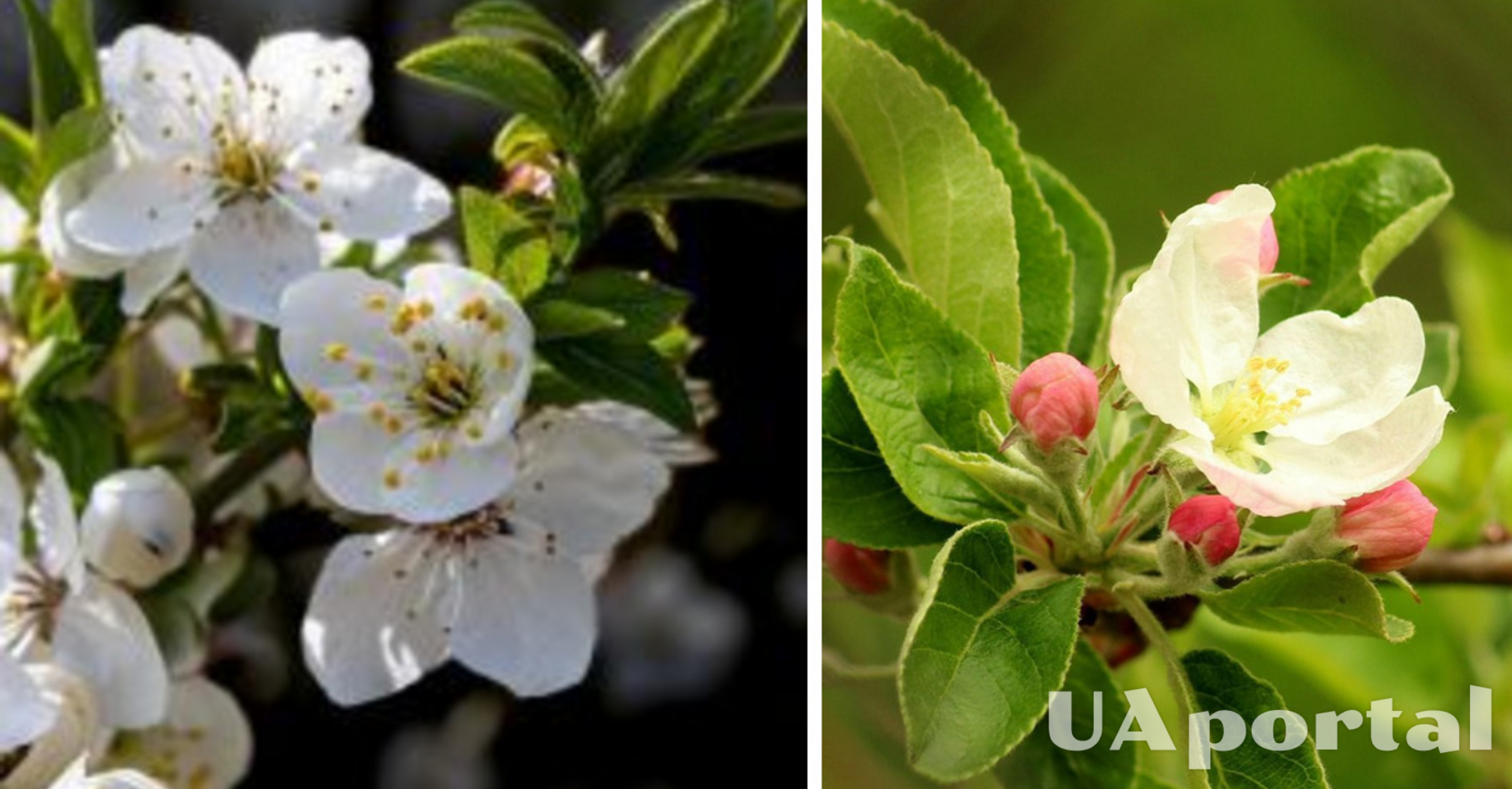 Как защитить яблоню от заморозков весной: советы огородников