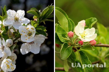 Як захистити яблуню від заморозків навесні: поради городників 