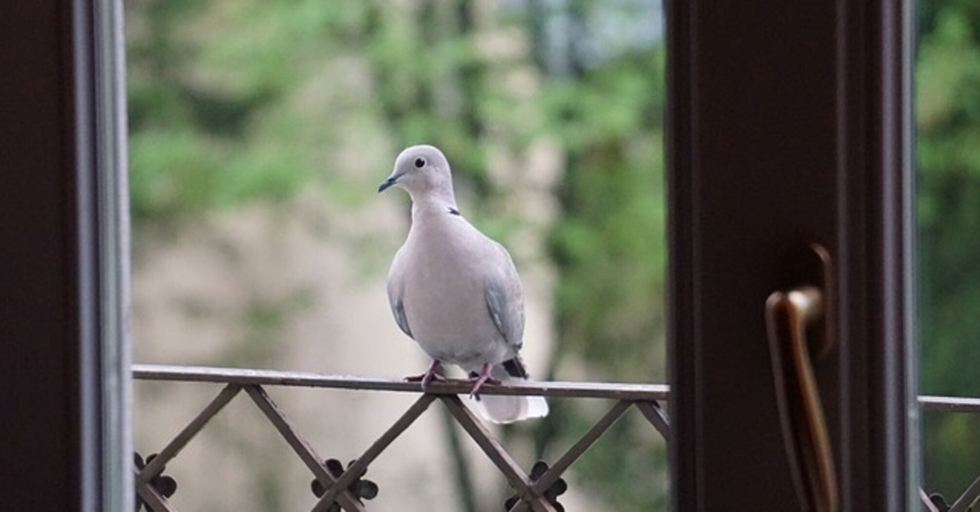 Что означает прилет голубя в дом: приметы, которые следует знать