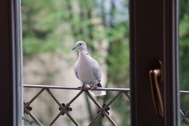 Что может означать прилет голубя