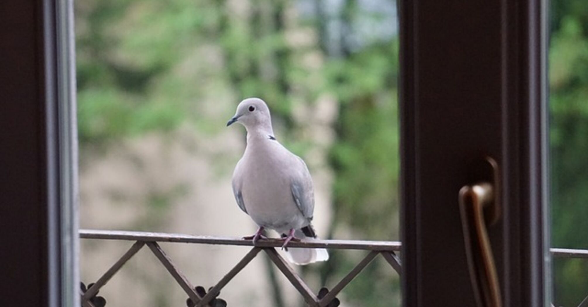 Что означает прилет голубя в дом: приметы, которые следует знать